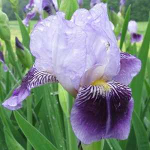 Iris Garden: Sadnja i zaštite u jesen