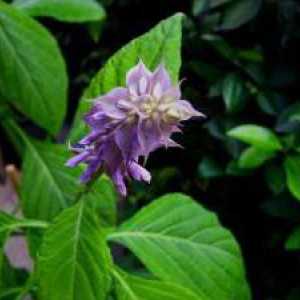 Salvia divinorum: štete zabrane uzgoj