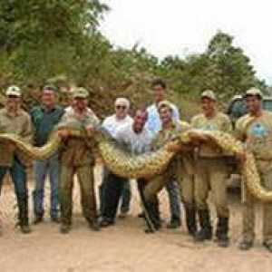 Najveći zmija na svijetu. anakonda