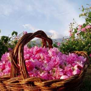 Najljepših dolina ruža u svijetu. Bugarska i njegove znamenitosti