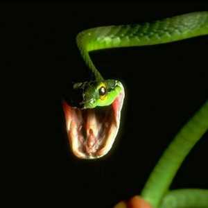 Najopasnija zmija - što je to?