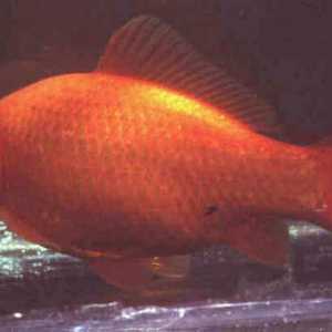Najpopularnija vrsta zlatne ribice