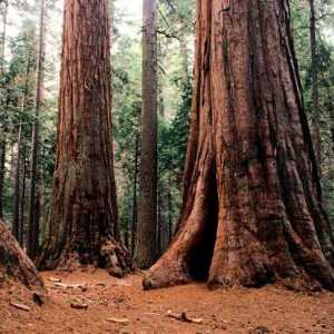 Najveći stablo na svijetu: Sequoia, baobaba, Banyan