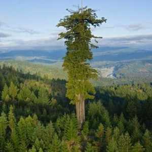 Najviša stabla na svijetu - džinovska Hyperion