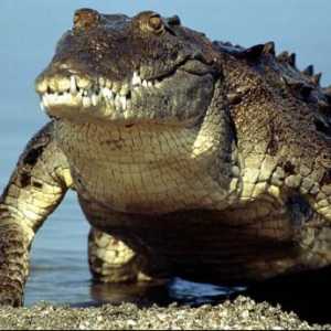 Najveći krokodil na svijetu
