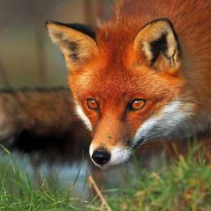 Najzanimljivije činjenice o lisica: staništa, hrane i stavove