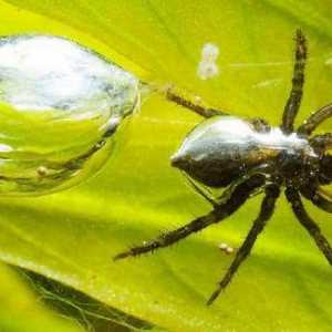 Najzanimljivije činjenice o paucima: opis, vrste i karakteristike