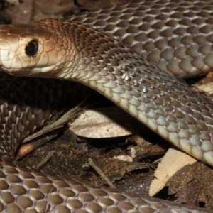 Najopasnija zmija u Australiji: fotografija i opis