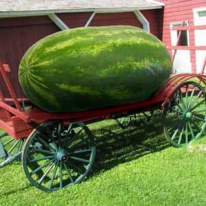 Najveći lubenica na svijetu će iznenaditi mnoge
