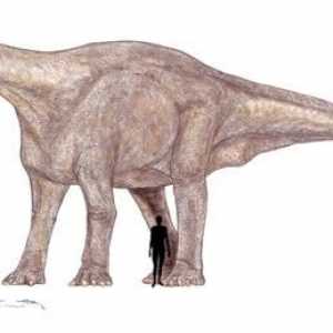 Najveći dinosaurus: bruhathkayosaurus ili ...