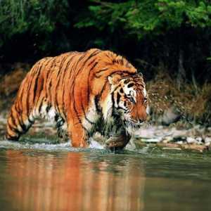 Najveći tigar na svijetu - što je to?