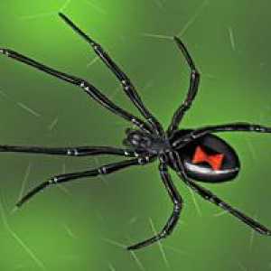 Najotrovnijih pauka na svijetu: djetinjstva, adolescencije i mlade