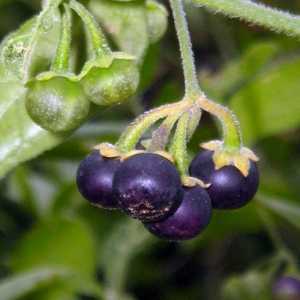 Sunberry: solarni berry zdravlje