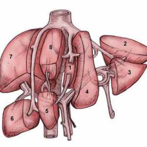 Segmenata jetre. Struktura i funkcija jetre