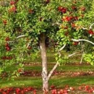 Gardening Secrets: umjetno gnojivo stabala jabuke u jesen