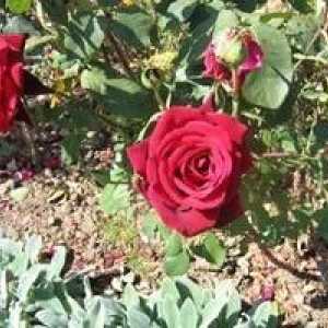 Sekryty gardening: presađivanje ruža u jesen