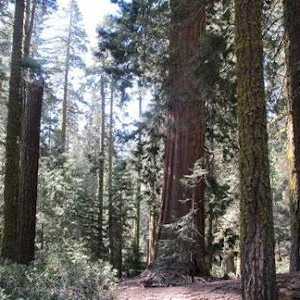 Sequoia - drvo, najviši na svijetu