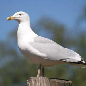 Herring Gull: opis, reprodukciju i zanimljivosti