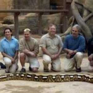 Mesh Python - najveća zmija na svijetu