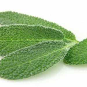Salvia: terapeutska svojstva i primjena