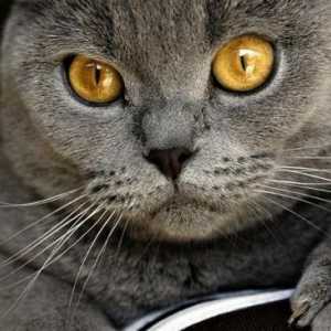 Chartreuse - nepretenciozan i mirno mačka