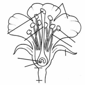 Krug struktura cvijet. Cvetovi su hermafrodit i episkopalan