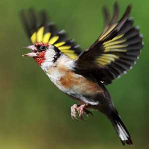 Goldfinch - Songbird