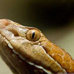 Copperhead zajedničko: staništa, navike zmija
