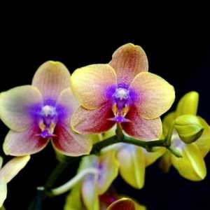 Elegantan orhideje. Kako da se brine za ove tropske cvijeće pravo u kući?