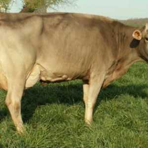 Schwyz rase krava: razne stoke