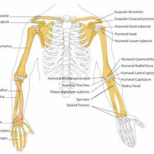 Kostur ljudske ruke: struktura. Ljudski kostur ruke