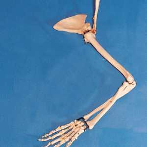 Koliko su kosti u ruci čovjeka? Istražili smo zajedno
