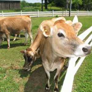 Koliko mlijeka krava daje dnevno, a što utiče na prinos mlijeka