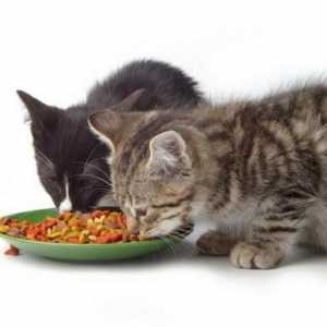 Koliko puta na dan hraniti mačka? Šta hraniti ljubimac mačka?