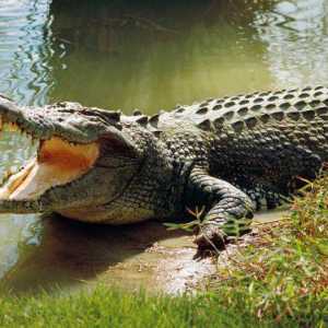 Koliko zubi krokodila? I ostale zanimljivosti
