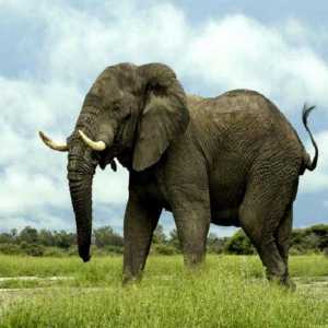 Koliko je težak slona? Skoro kao 4 ili 18 nosoroga zebre