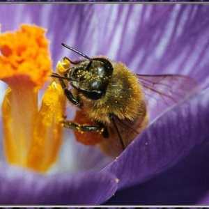 Koliko živi pčela, i zašto ovisi o trajanju života