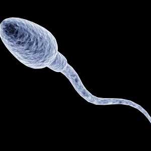 Koliko žive sperme, a koliko se oslobađa tokom ejakulacije