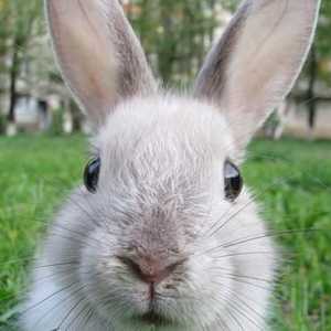 Koliko uživo ukrasnih zečevi kod kuće? Šta utiče na njihovu životni vijek?