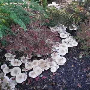 Lactifluus vellereus - gljiva raste u listopadnim šumarcima