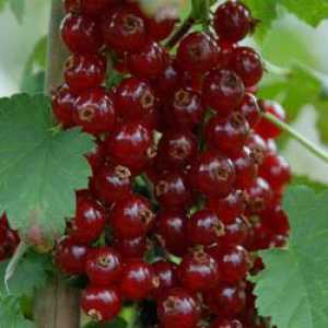 Ribizle "Red šećera": sadnju i njegu