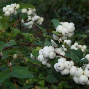 Snowberry: sadnju i održavanje, opis i reprodukciju
