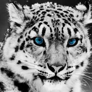 Snow Leopard - planinski stanovnik