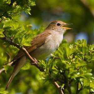 Nightingale - ptica pjevanje ... ili nikako?