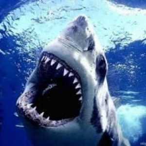 Sanjati Tumačenje: shark - najgori neprijatelj čovjeka!