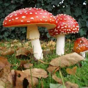 Sanjati Tumačenje: sanjati gljive - zašto?