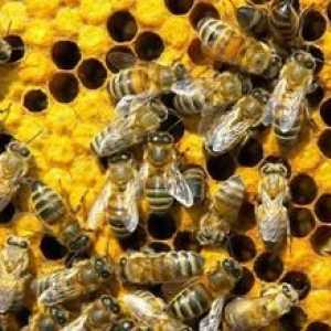 Sanjati Tumačenje: dream na koji pčele