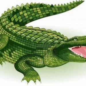 Sanjati Tumačenje: šta sanjao krokodil