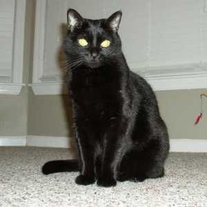 Sanjati Tumačenje: sanjaju o tome šta je crna mačka