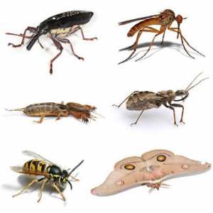 Sanjati Tumačenje: šta sanja insekata